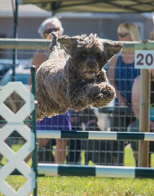 Photo of Portuguese water dog in competition