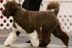 Captain New AKC Champion available at stud!