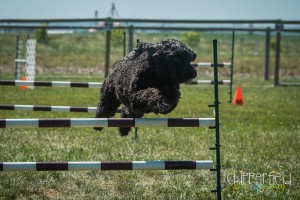 Photo of Portuguese water dog