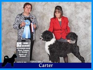 Carter - Acostar male breeding Portuguese waterdog