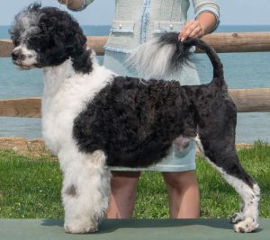 Argus - Acostar male Portuguese waterdog - Acostar’s Hold My Beer