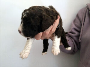 Puppy #1 Curly Brown Male