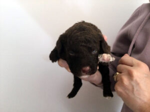 Puppy #6 Curly Brown Female