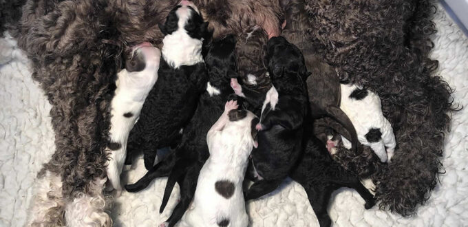 Acostar has puppies available! April 2023 Litter